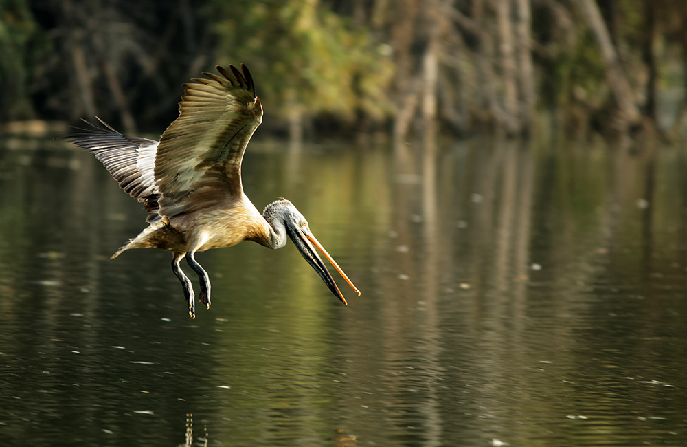 Vedanthangal Bird Sanctuary