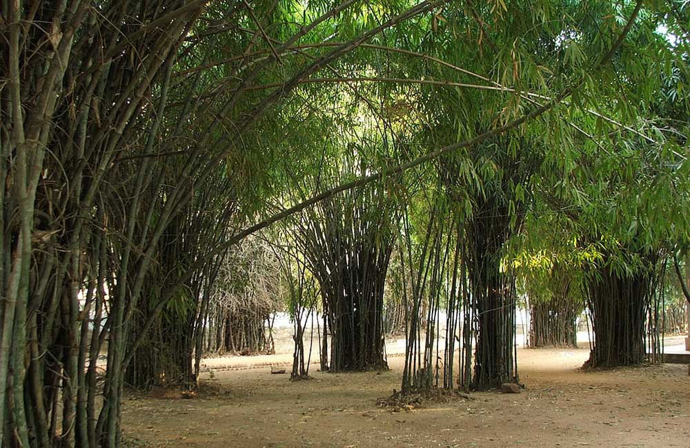 Venuvan Vihar, Rajgir