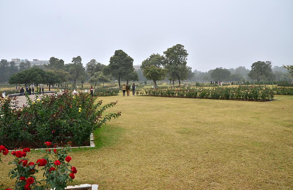 Zakir Hussain Rose Garden, Chandigarh