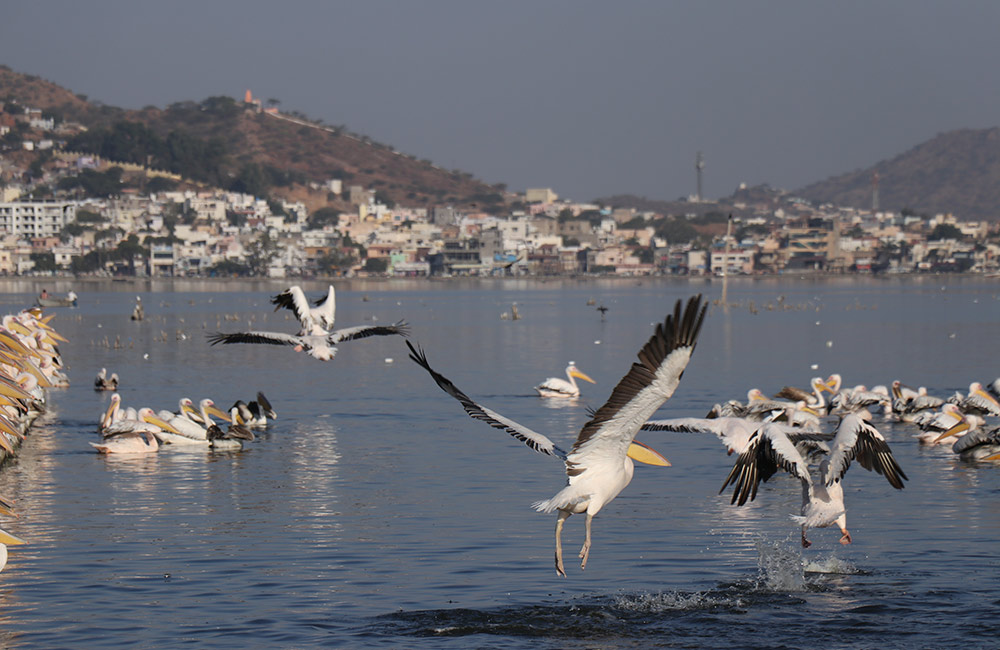 Anasagar Lake, Ajmer