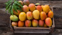 Delhi Set to Welcome the ‘King of Fruits’ with the 31st Edition of Mango Festival