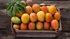 Mango Festival