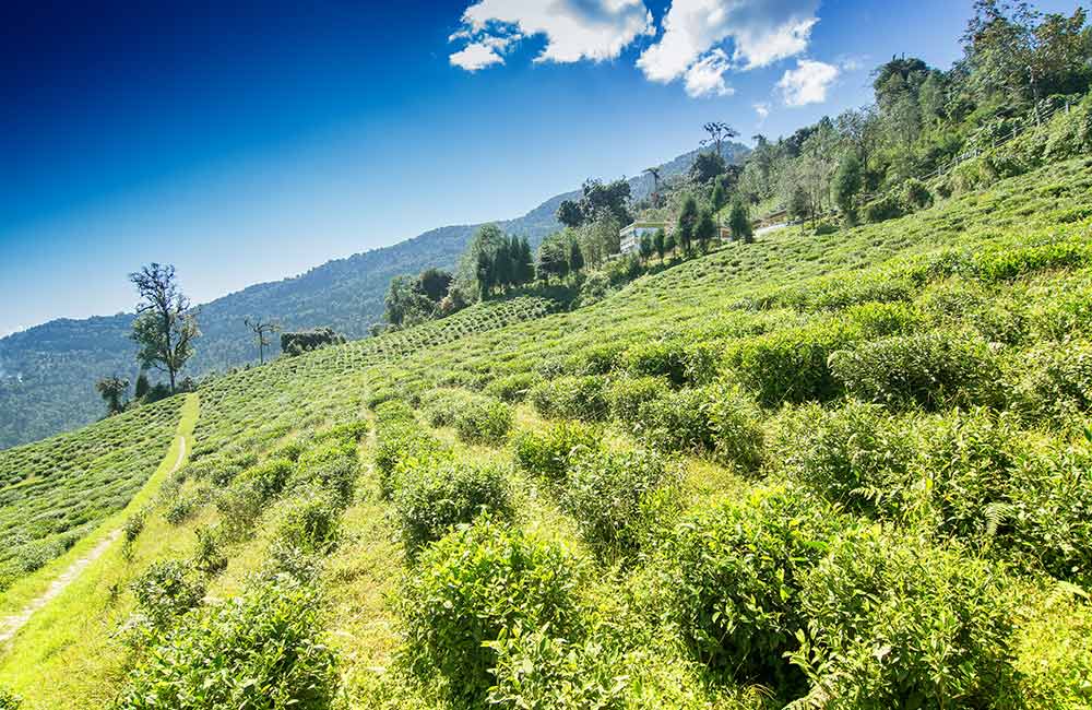 Temi Tea Garden, Gangtok