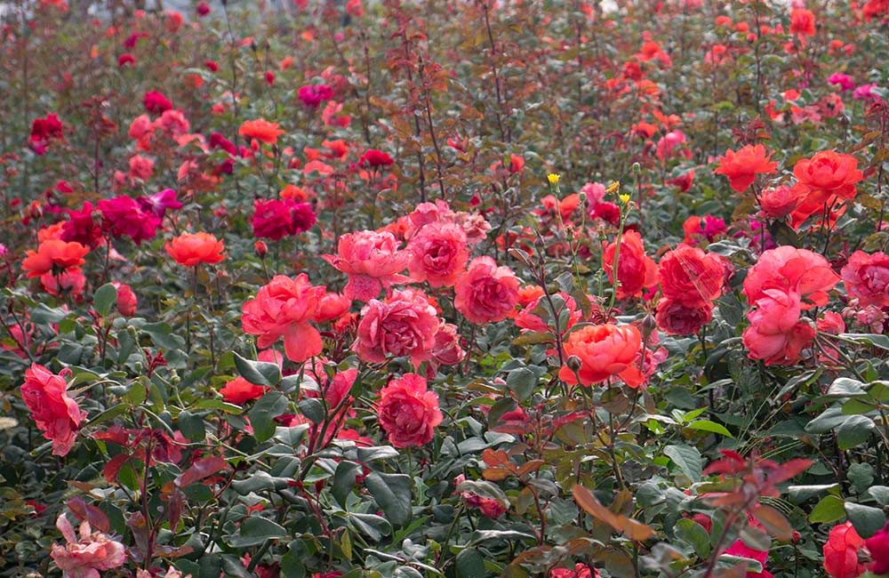 Valley of Flowers