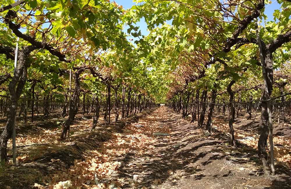 Sula Vineyards, Nashik