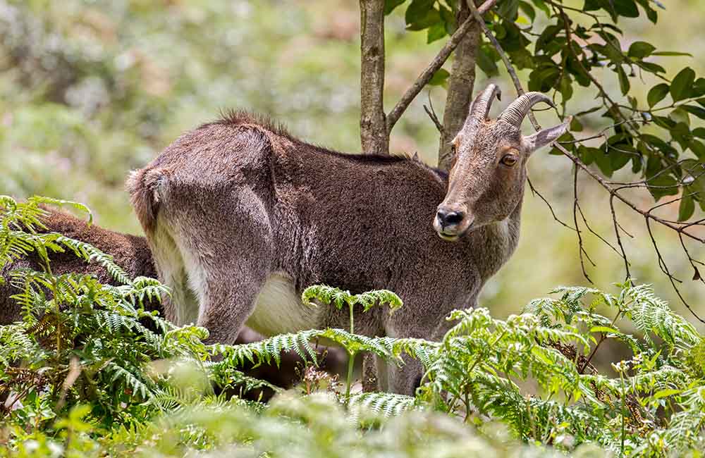 Eravikulam National Park