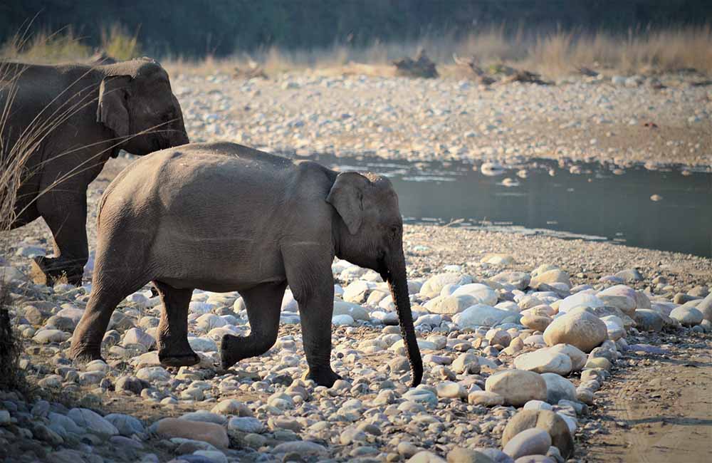 Rajaji National Park