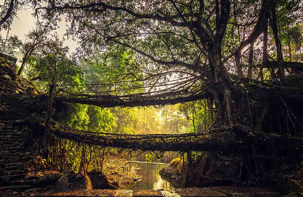 Cherrapunji and Mawsynram, Meghalaya