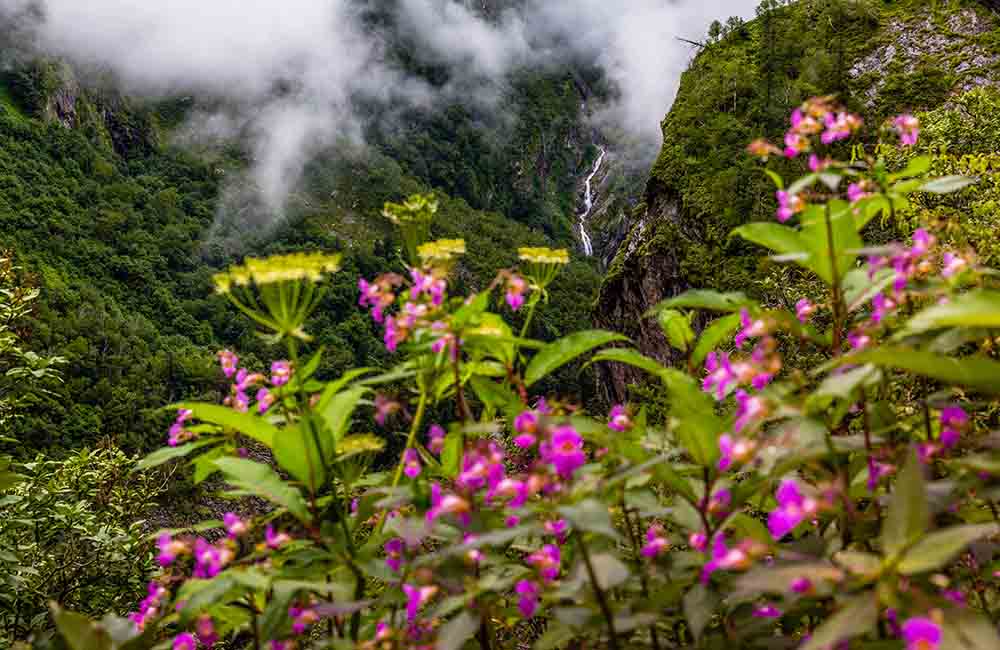 Valley of Flowers