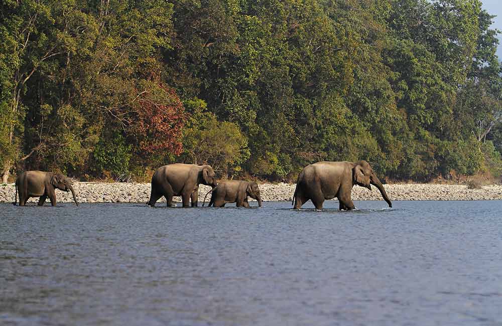 Jim Corbett National Park | #7 of 25 Places to Visit in North India Jim Corbett National Park, Uttarakhand