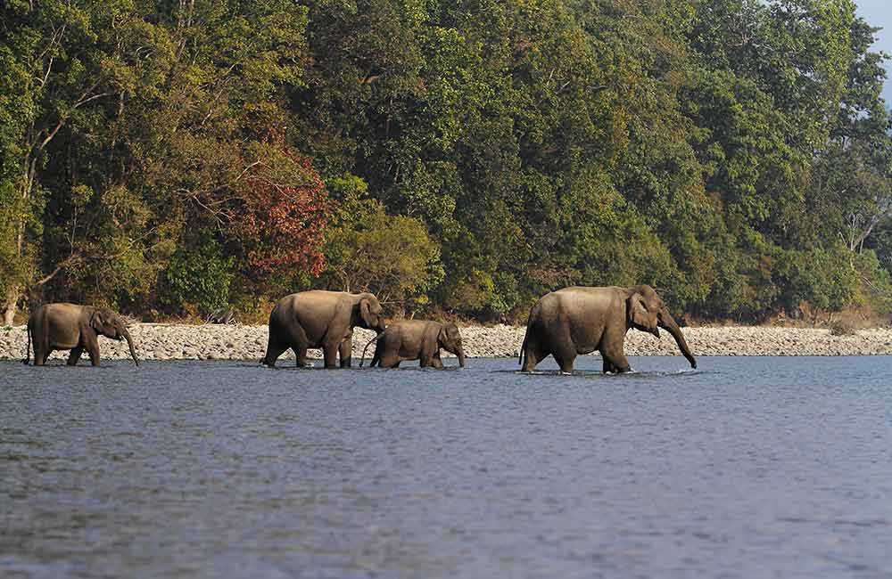 Jim Corbett National Park, Uttarakhand