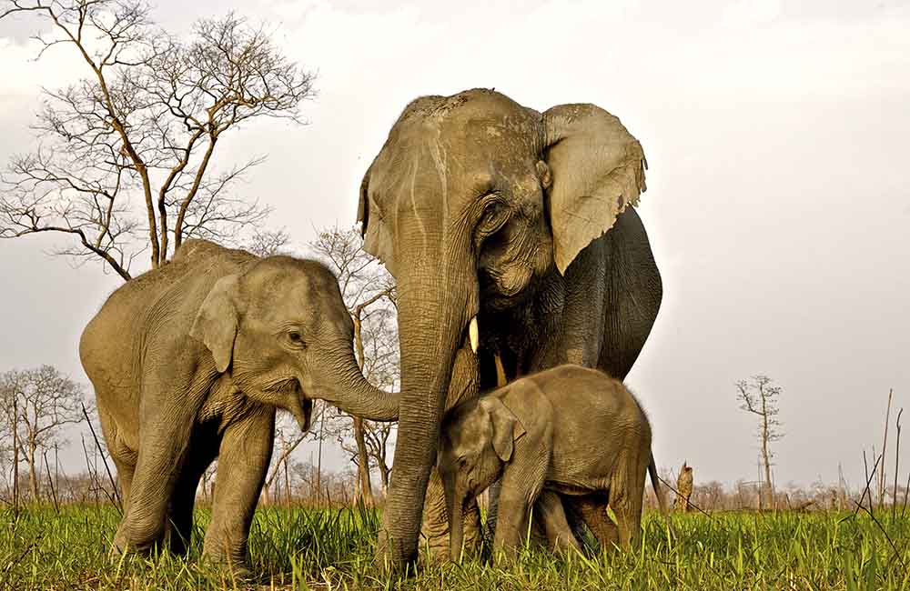 Kaziranga National Park, Assam