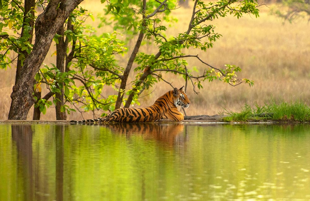 Ranthambore, Rajasthan