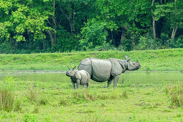 Assam Tourism, Tourist Places, Tours and Travel Guides