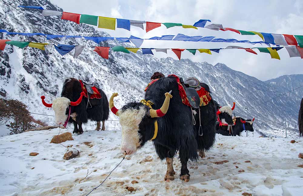 Sikkim 