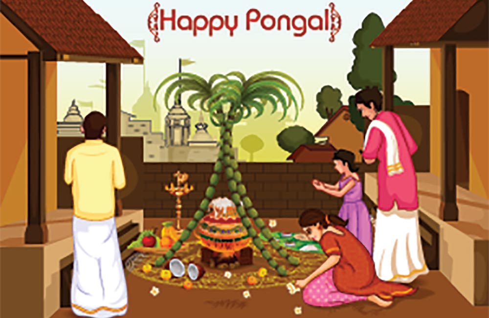 Pongal 2024 Date, Time, History, Story Behind the Festival