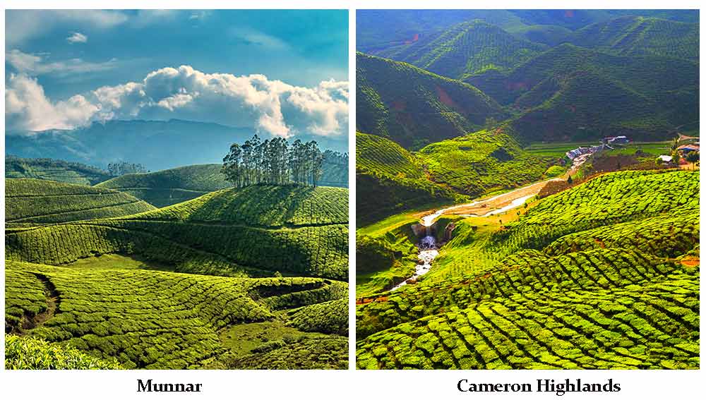 Munnar-Cameron-Highlands1