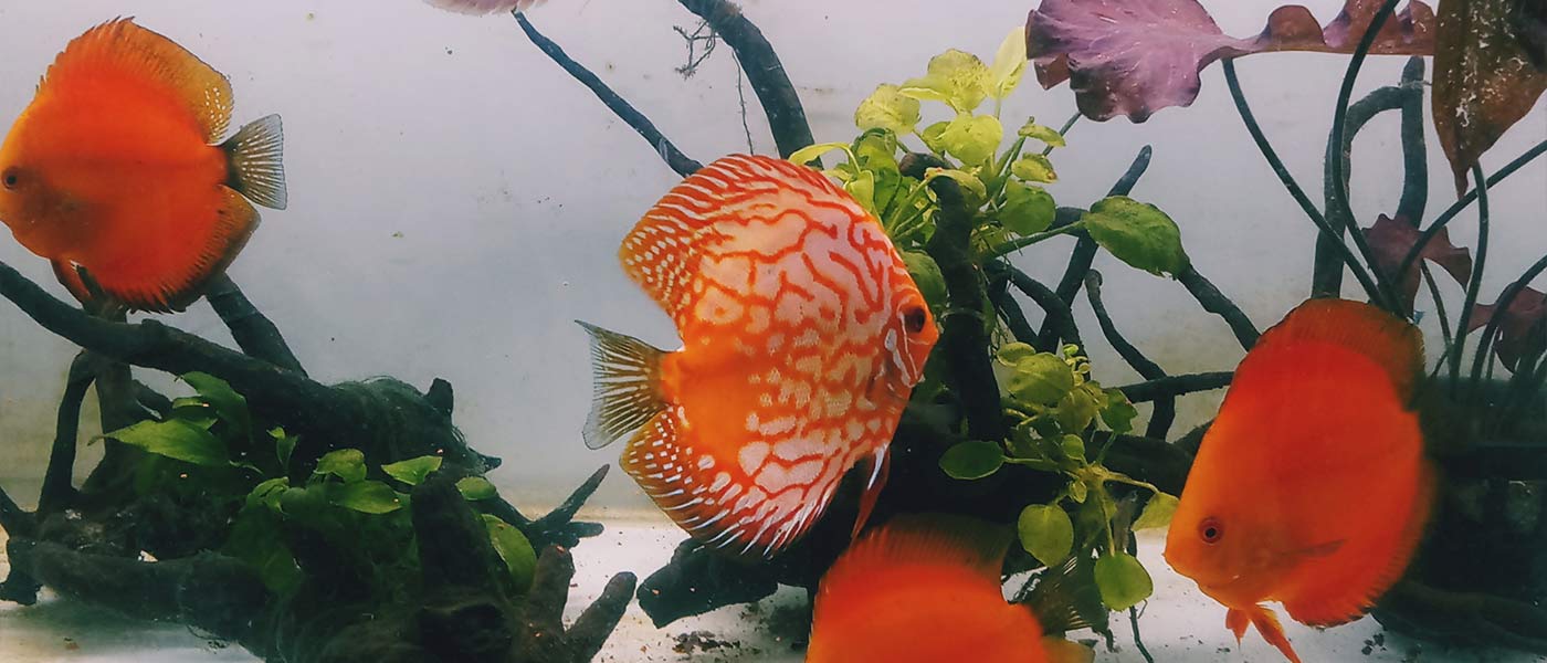 Bangalore Aquarium Information, Location, Timings, Entry Fee