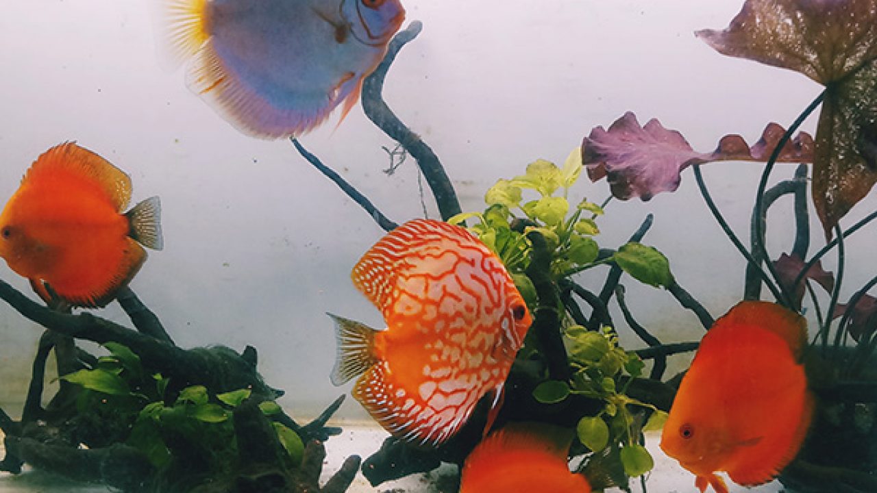 aquarium store indiranagar,Save up to