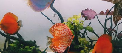 Bangalore-Aquarium