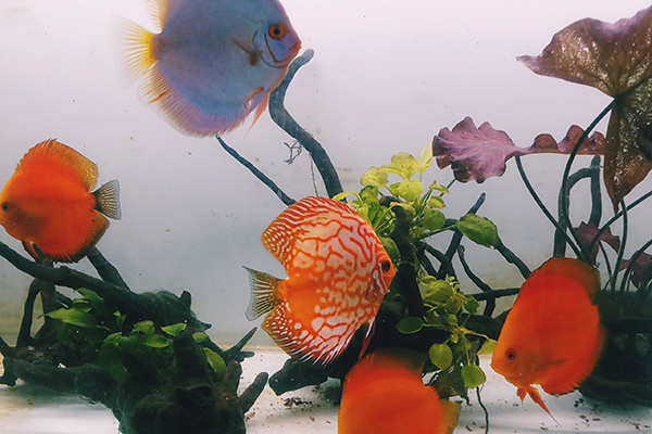Bangalore-Aquarium