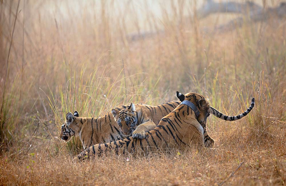 Tadoba Andhari Tiger Reserve 