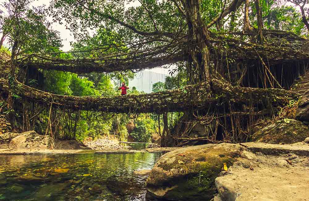 Double Decker Living Root Bridge