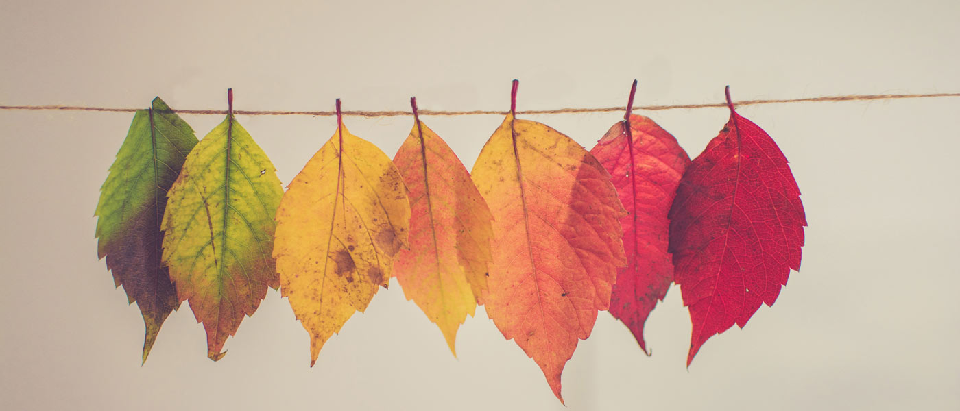 banner-image