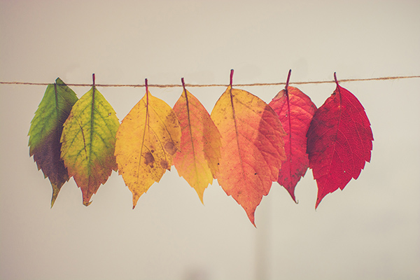 banner-image