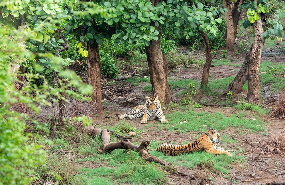 Sariska National Park