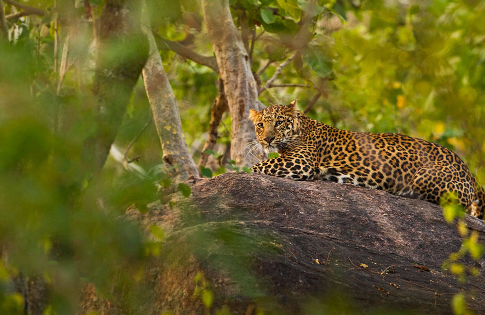 Pench National Park