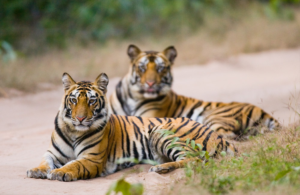 Bandhavgarh National Park