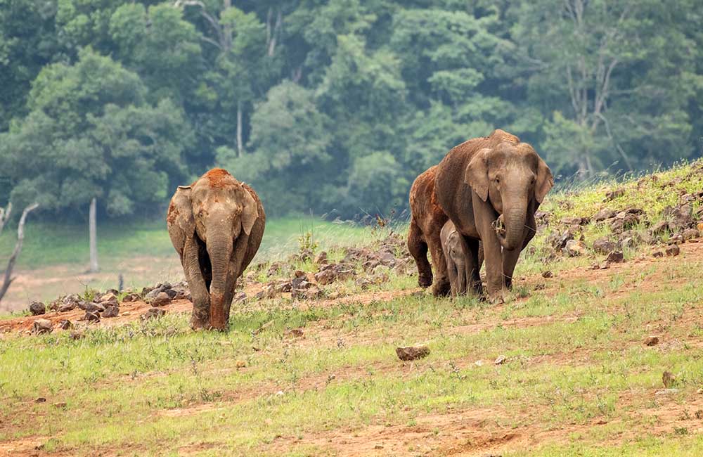 Periyar Tiger Reserve