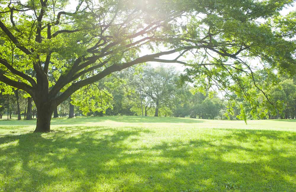 Subhash Chandra Bose Park