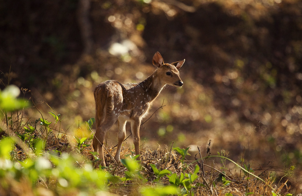 Kabini