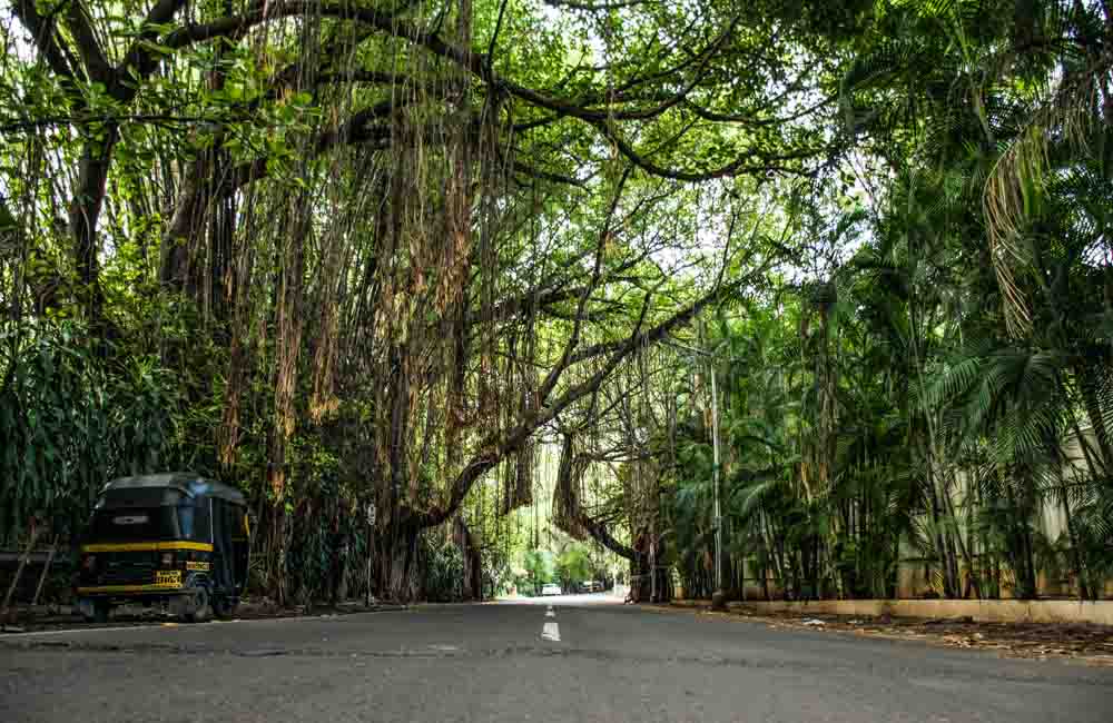 Koregaon Park Road