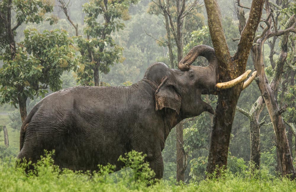 Mudumalai