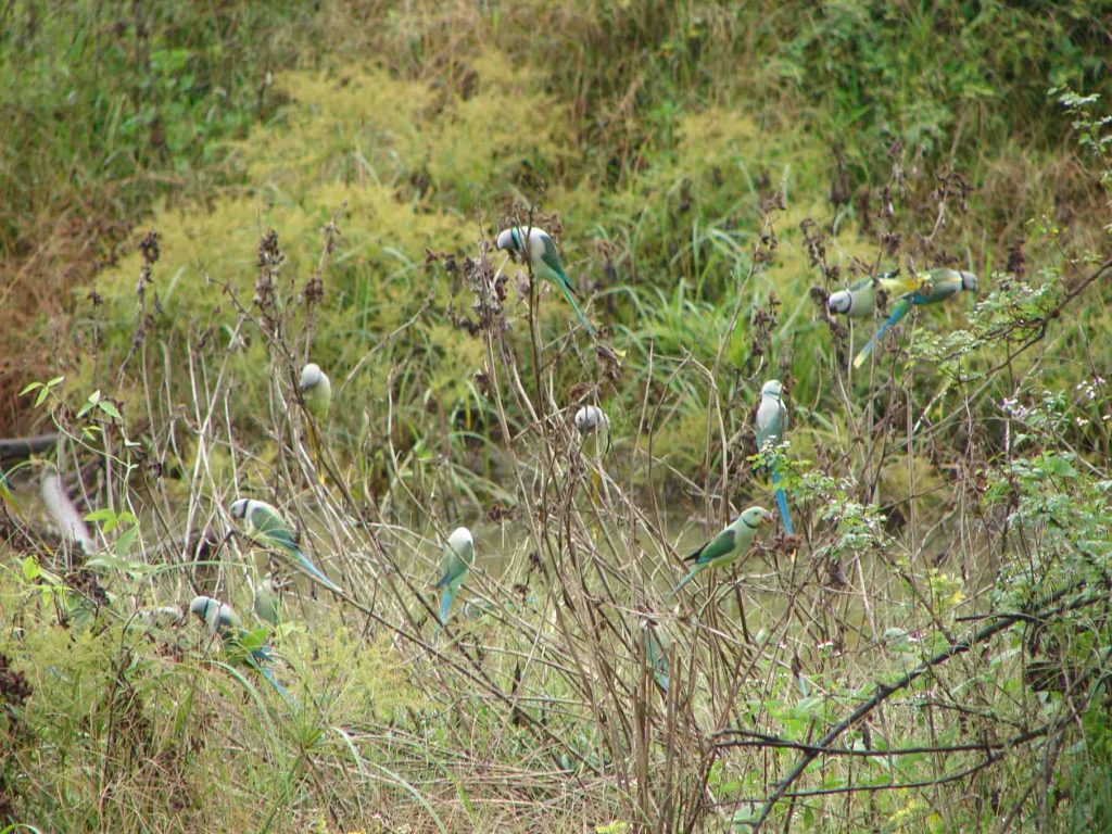 Bhadra Wildlife Sanctuary