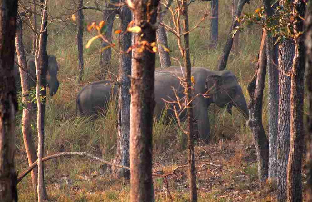 Wayanad Wildlife Sanctuary