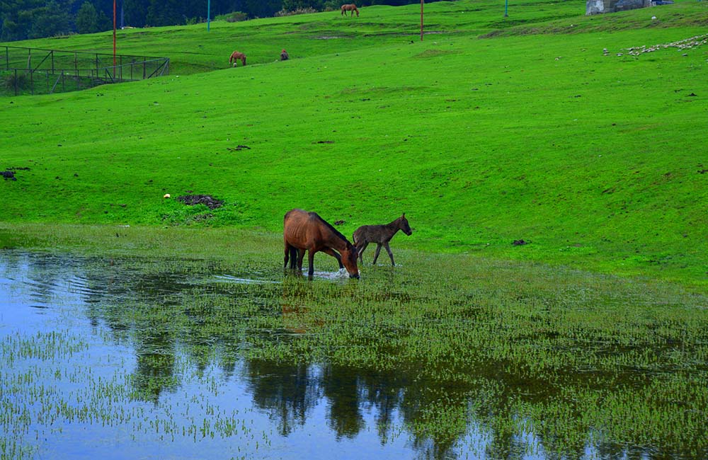 Yusmarg Valley in Kashmir