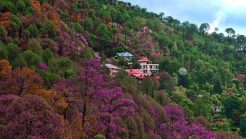 Places to Visit in Kasauli