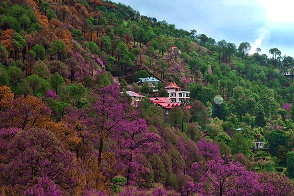Places to Visit in Kasauli