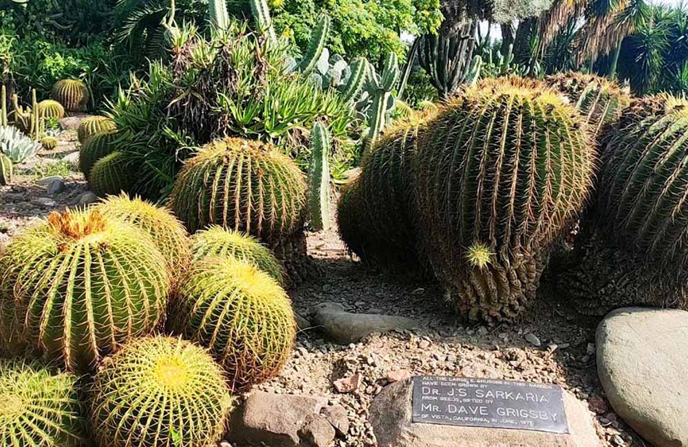 Cactus Garden