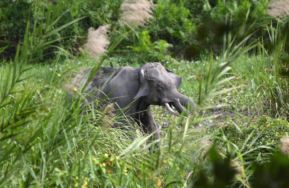 Manas Wildlife Sanctuary