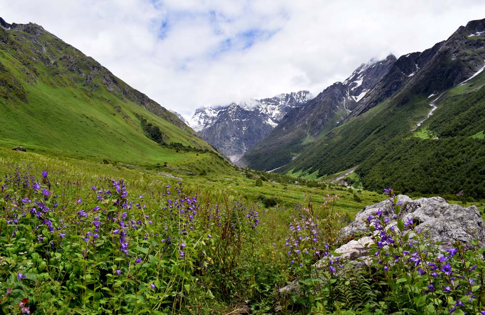 Valley of Flowers National Parks