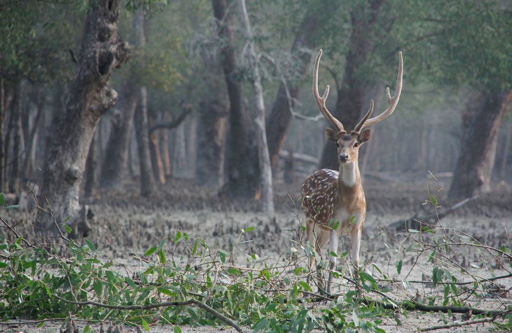 Sundarbans National Park