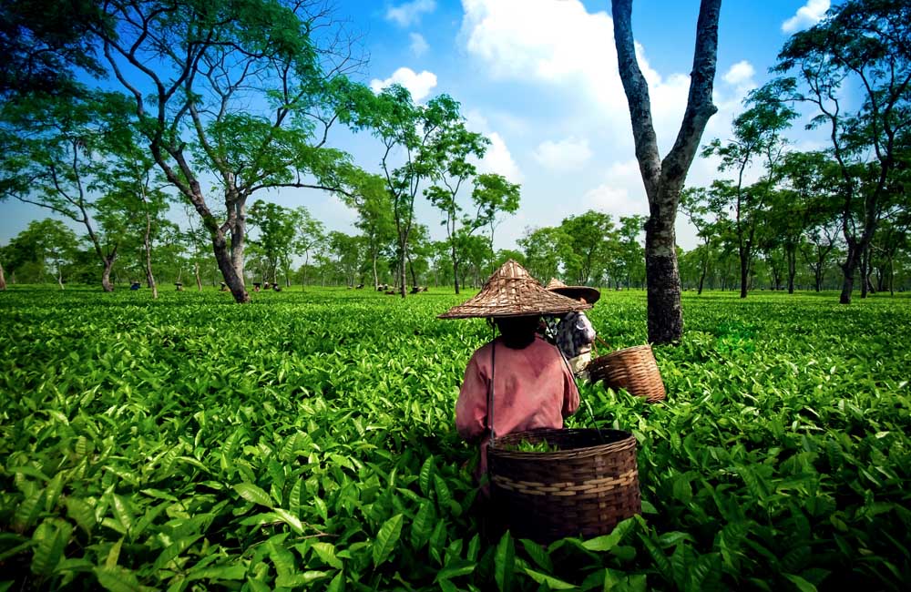 Assam, Tea Garden