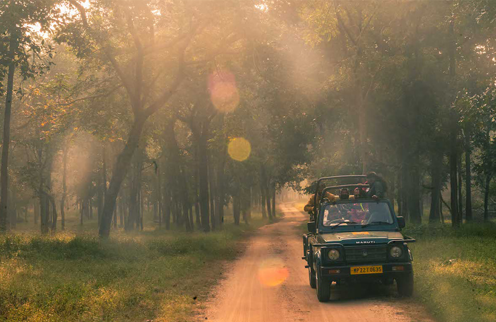 night jungle safari in india