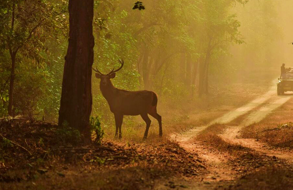 night jungle safari in india