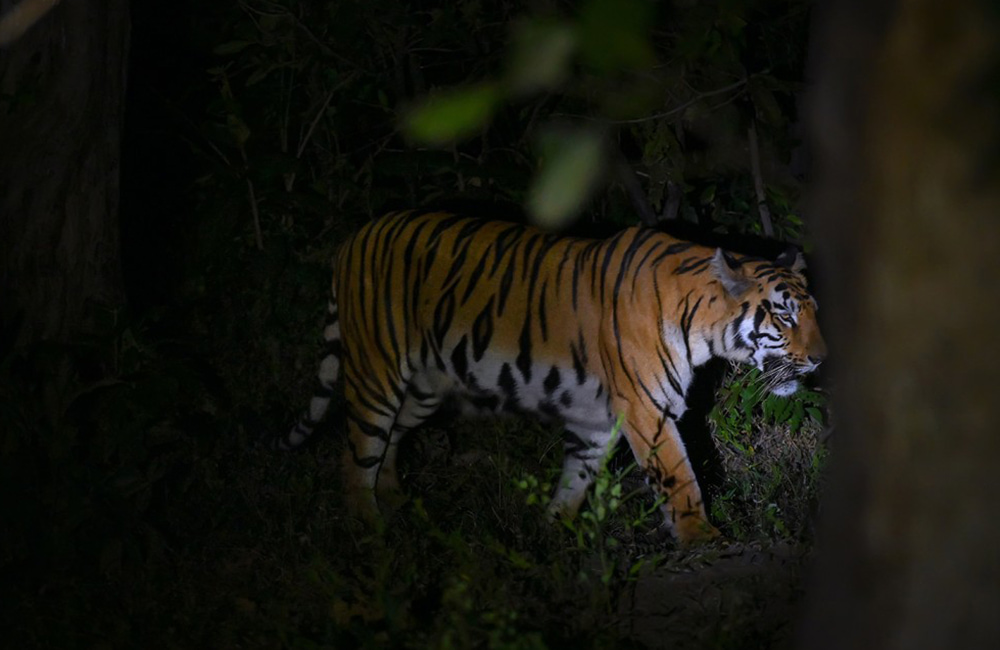 night jungle safari in india